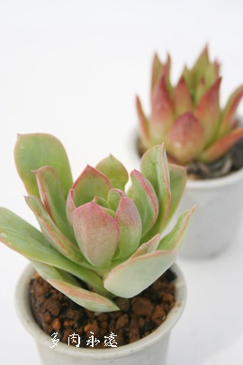 VK[vZXAGPxA-Echeveria cv 'Suger Plincess'