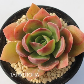 VK[vZXAGPxA-Echeveria cv 'Suger Plincess'