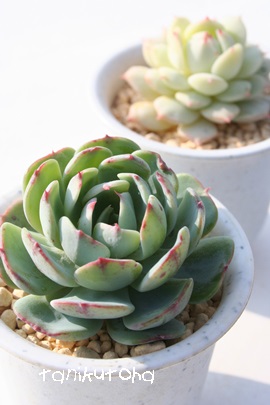 _΂,ӂ炢,ZN_,GPxA-Echeveria secnda