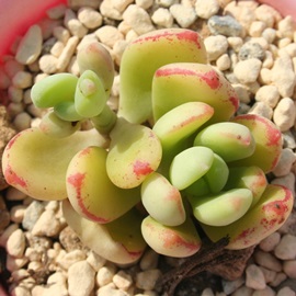 ZhCfXAGPxA-Echeveria sedoides