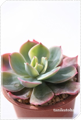 ω,ւ񂰁AGPxA-Echeveria SITIHENGE