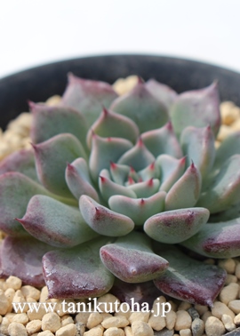 PO,Ђ߂ڂAGPxA-Echeveria cv Sara-Himebotan