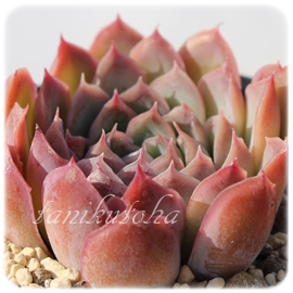 e,eʔ,egt,eĕB₵,e,GPxA-Echeveria cv SAKURAKAGE