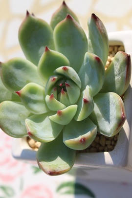 ,ʔ,؍c,ĕ,gt,₵,GPxA,Echeveria SUIMITSUTOU