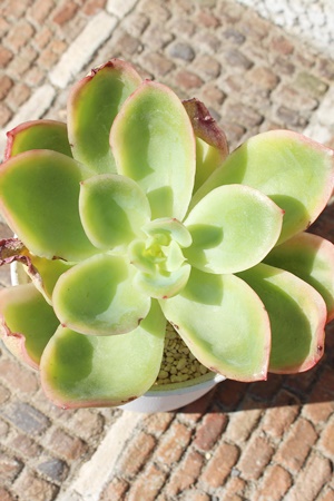 WG,GPxAWGђʔ,WGт̈ĕ₵,WGэgt,WGїt,ic,cʔ,Echeveria joe f, variegata,iɂƂ