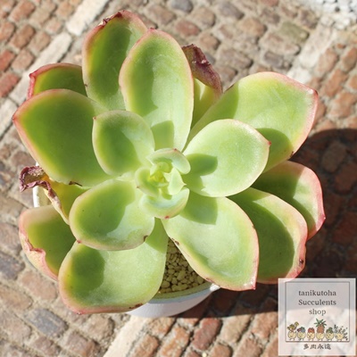 WG,GPxAWGђʔ,WGт̈ĕ₵,WGэgt,WGїt,ic,cʔ,Echeveria joe f, variegata,iɂƂ