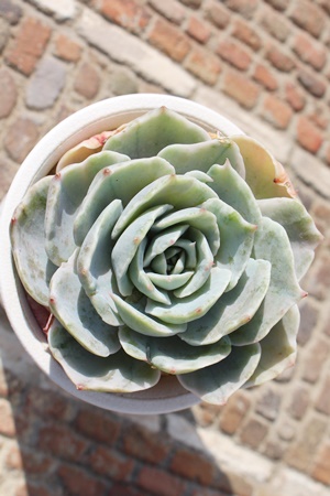 Vo[NB[,GPxAVo[NB[ђʔ,Vo[NB[т̈ĕ₵,Vo[NB[эgt,Vo[NB[їt,ic,cʔ,Echeveria silver queen variegata,iɂƂ