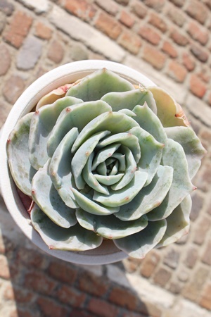 TT,GPxATTʔ,TT̈ĕ₵,TTgt,TTt,؍cTT,؍cʔ,Echeveria sasa,iɂƂ