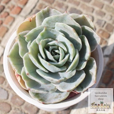 Vo[NB[,GPxAVo[NB[ђʔ,Vo[NB[т̈ĕ₵,Vo[NB[эgt,Vo[NB[їt,ic,cʔ,Echeveria silver queen variegata,iɂƂ