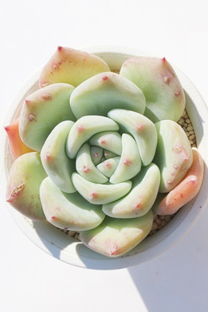 啟,GPxA啟ʔ,啟̈ĕ₵,啟gt,啟t,ic,cʔ,Echeveria joe f, variegata,iɂƂ