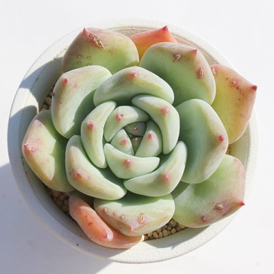 啟,GPxA啟ʔ,啟̈ĕ₵,啟gt,啟t,ic,cʔ,Echeveria siromomodaifuku,iɂƂ