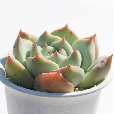 啟,GPxA啟ʔ,啟̈ĕ₵,啟gt,啟t,ic,cʔ,Echeveria siromomodaifuku,iɂƂ