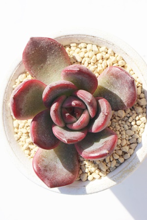 P,GPxAPʔ,P̈ĕ₵,Pgt,Pt,ic,cʔ,Echeveria silver queen variegata,iɂƂ