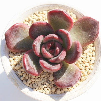 P,GPxAPʔ,P̈ĕ₵,Pgt,Pt,ic,cʔ,Echeveria zakurohime,iɂƂ