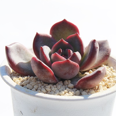P,GPxAPʔ,P̈ĕ₵,Pgt,Pt,ic,cʔ,Echeveria zakurohime,iɂƂ