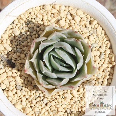 VXOAi,GPxAVXOAiʔ,VXOAïĕ₵,VXOAigt,VXOAit,ic,cʔ,Echeveria simulans Laguna,iɂƂ