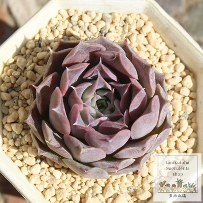 VXOAiT`FX,GPxAVXOAiT`FXʔ,VXOAiT`FẌĕ₵,VXOAiT`FXgt,VXOAiT`FXt,ic,cʔ,Echeveria simulans laguansanchez,iɂƂ