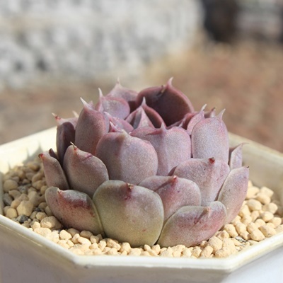 VXOAiT`FX,GPxAVXOAiT`FXʔ,VXOAiT`FẌĕ₵,VXOAiT`FXgt,VXOAiT`FXt,ic,cʔ,Echeveria simulans laguansanchez,iɂƂ