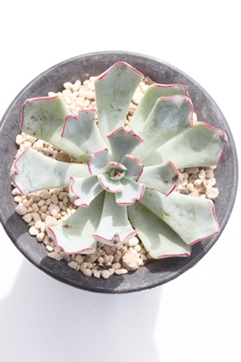 VGbg,VGbgʔ,VGbg؍c,VGbgĕ,VGbggt,VGbg₵,GPxA,Echeveria Silhouette