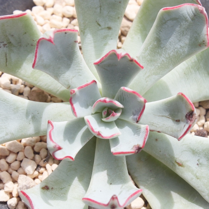 XgN`t[,XgN`t[ʔ,XgN`t[gt,XgN`t[ĕB₵,XgN`t[,GPxA-Echeveria strictiflora