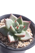 VEX,VEXʔ,VEX؍c,VEXĕ,VEXgt,VEX₵,GPxA,Echeveria Serius