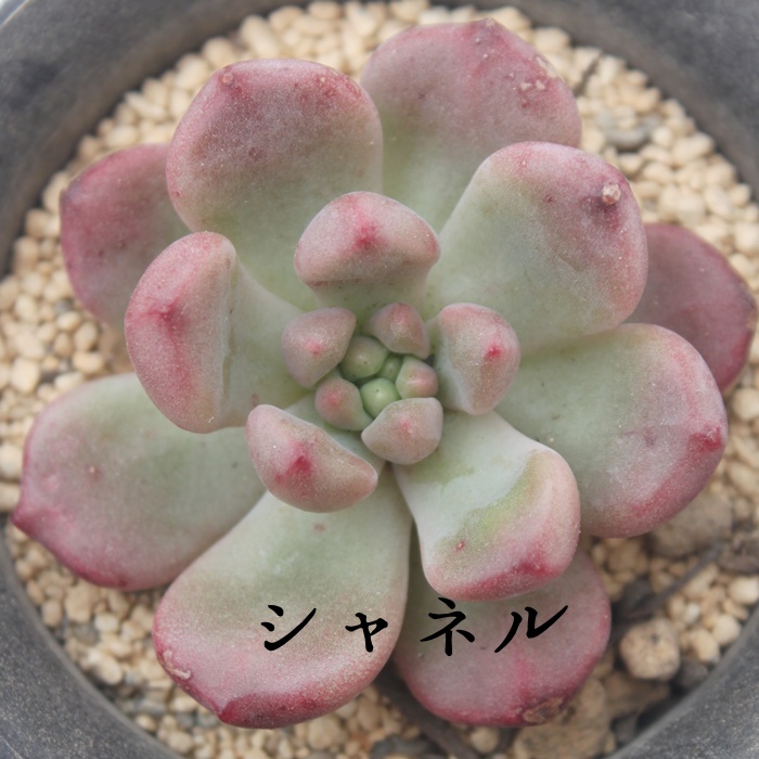 Vl,Vlʔ,Vlgt,VlĕB₵,Vl,GPxA-Echeveria Chanel