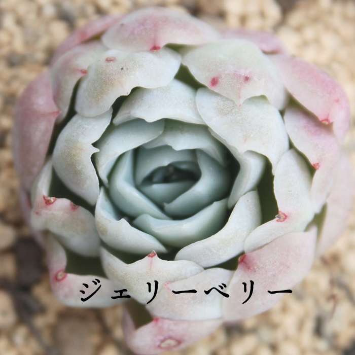 WF[x[,WF[x[ʔ,WF[x[gt,WF[x[ĕB₵,WF[x[,GPxA-Echeveria Jerry Berry