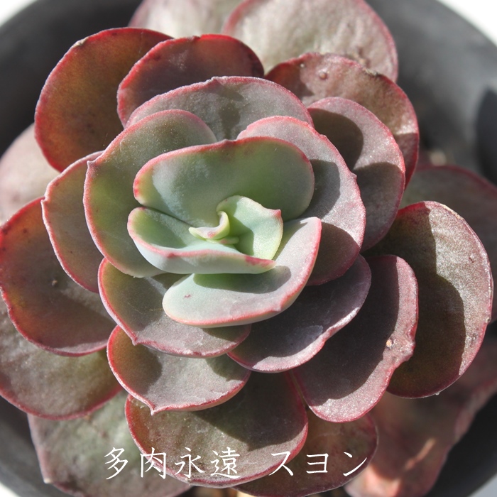 X,Xʔ,Xgt,XĕB₵,X,GPxA-Echeveria cv Suyeon