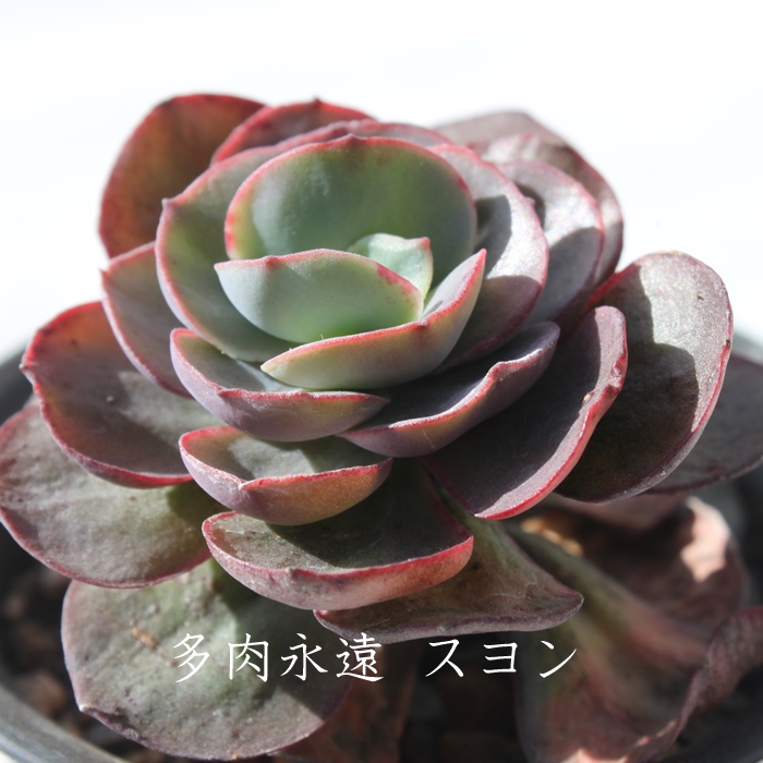 X,Xʔ,Xgt,XĕB₵,X,GPxA-Echeveria cv Suyeon