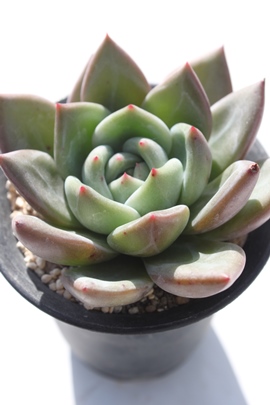 Vy[,Vy[ʔ,Vy[gt,Vy[ĕB₵,Vy[,GPxA-Echeveria cv Stone Sherbet