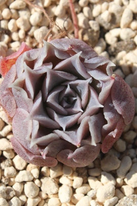 W,Wʔ,W؍c,Wĕ,Wgt,W₵,GPxA-Echeveria cv 'Silverbroad'