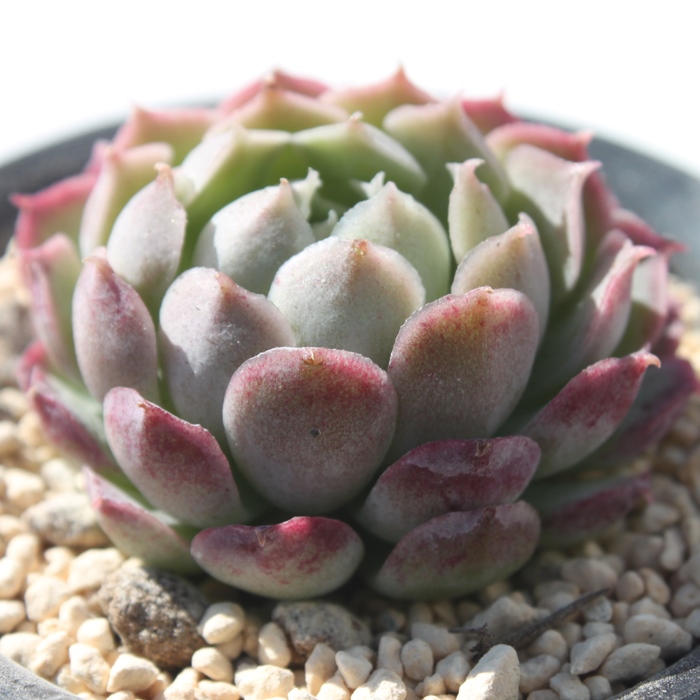 V[bg[Y,V[bg[Yʔ,V[bg[Ygt,V[bg[YĕB₵,V[bg[Y,GPxA-Echeveria Sharlotte Rose