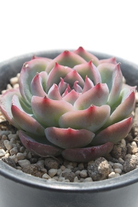 VGbg,VGbgʔ,VGbg؍c,VGbgĕ,VGbggt,VGbg₵,GPxA,Echeveria Silhouette