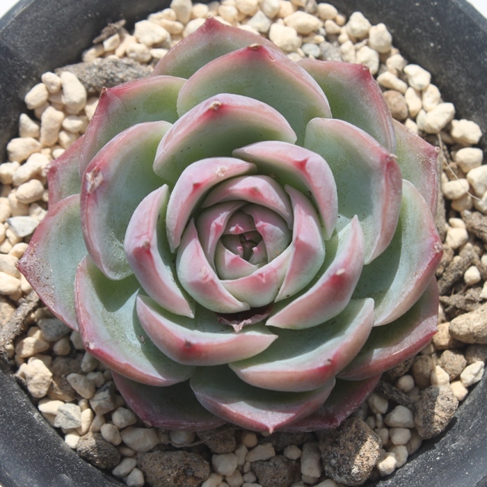 VGbg,VGbgʔ,VGbggt,VGbgĕB₵,VGbg,GPxA-Echeveria Silhouette