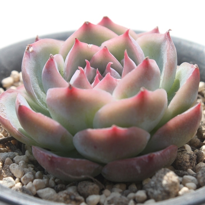 VGbg,VGbgʔ,VGbggt,VGbgĕB₵,VGbg,GPxA-Echeveria Silhouette