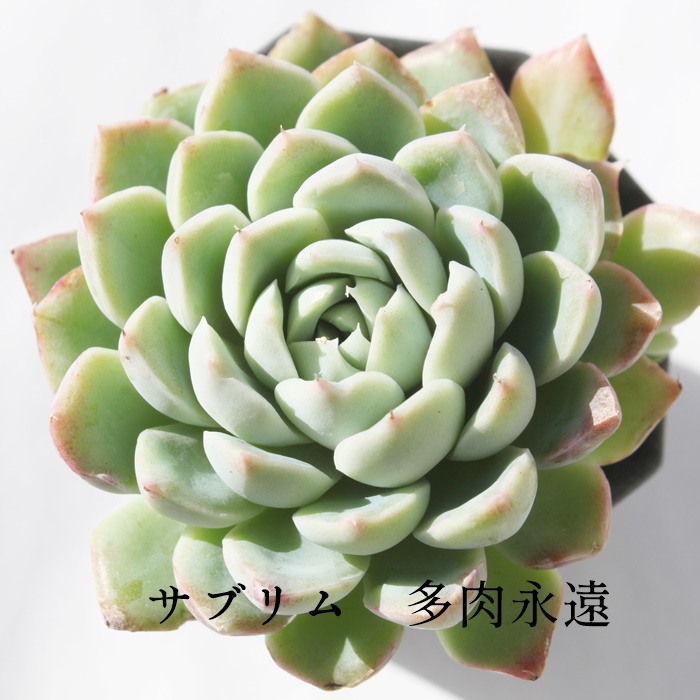 Tu,Tuʔ,Tugt,TuĕB₵,Tu,GPxA-Echeveria Sublime