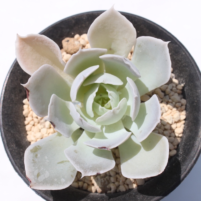 VX,VXʔ,VXgt,VXĕB₵,VX,GPxA-Echeveria simulans