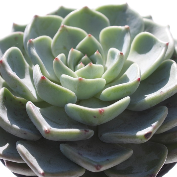 TSW,TSWʔ,TSWgt,TSWĕB₵,TSW,GPxA-Echeveria Saragozi