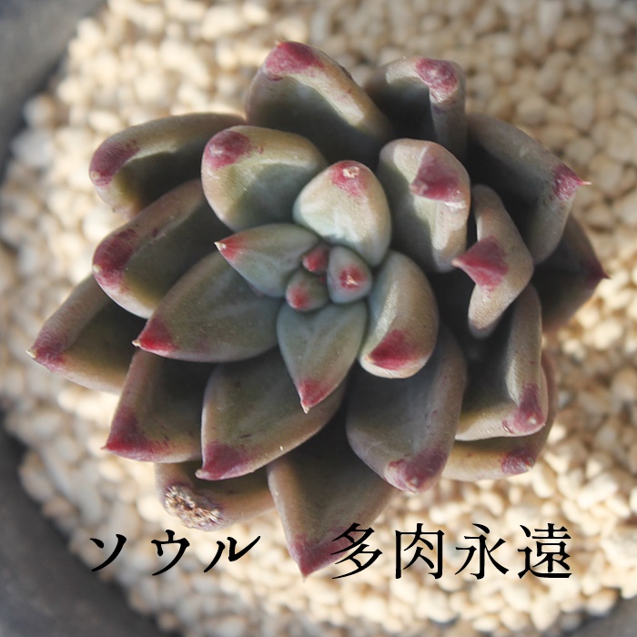 \E,\Eʔ,\Egt,\EĕB₵,\E,GPxA-Echeveria Soul