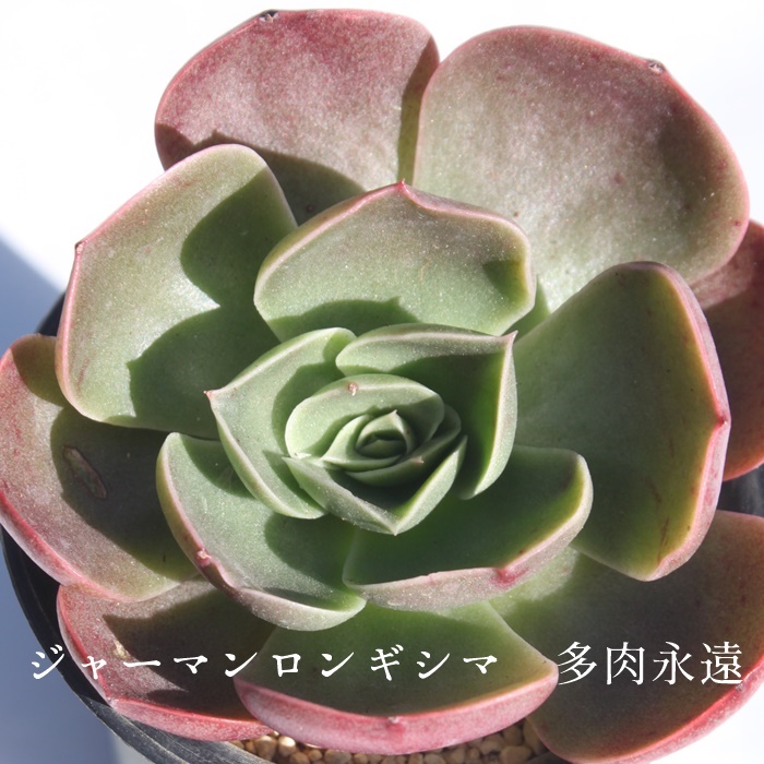 W[}MV},W[}MV}ʔ,W[}MV}gt,W[}MV}ĕB₵,W[}MV},GPxA-Echeveria longissima