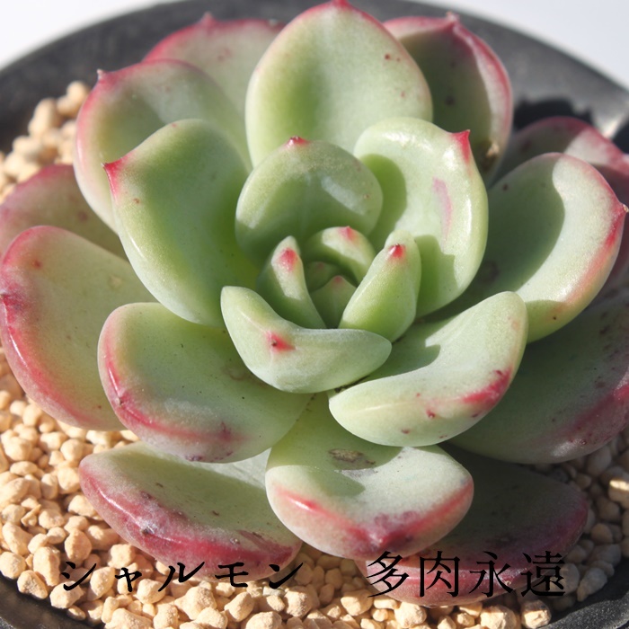 V,Vʔ,Vgt,VĕB₵,V,GPxA-Echeveria Charmont