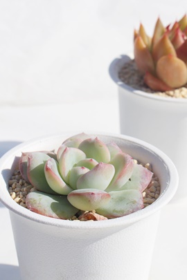 V[N[,GPxAV[N[ʔ,V[N[̈ĕ₵,V[N[gt,V[N[t,؍cV[N[,Echeveria chou cream,iɂƂ