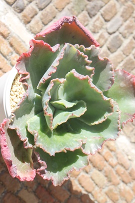 TT,GPxATTʔ,TT̈ĕ₵,TTgt,TTt,؍cTT,؍cʔ,Echeveria sasa,iɂƂ