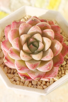 Xё^,GPxAXё^ʔ,Xё^̈ĕ₵,Xё^gt,Xё^t,؍cXё^,Echeveria suyonvariegata,iɂƂ