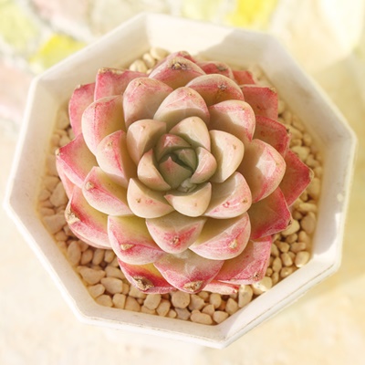 V[xbg,GPxAV[xbgʔ,V[xbg̈ĕ₵,V[xbggt,V[xbgt,ic,cʔ,Echeveria sakura sherbet,iɂƂ