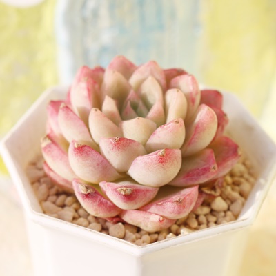 V[xbg,GPxAV[xbgʔ,V[xbg̈ĕ₵,V[xbggt,V[xbgt,ic,cʔ,Echeveria sakura sherbet,iɂƂ