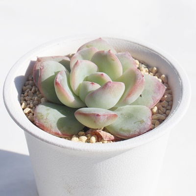 V[N[,GPxAV[N[ʔ,V[N[̈ĕ₵,V[N[gt,V[N[t,؍cV[N[,Echeveria chou cream,iɂƂ