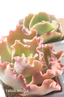 ̉ÂȁAGPxA-Echeveria cv 'SIMONOASITA'