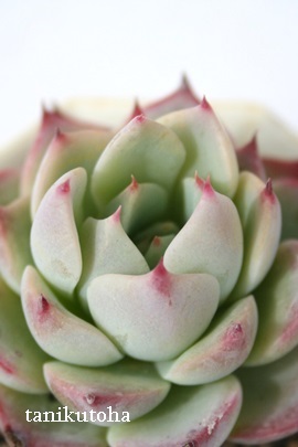 `GVXAGPxA-Echeveria chihuahuensis