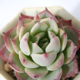 `GVXAGPxA-Echeveria chihuahuensis